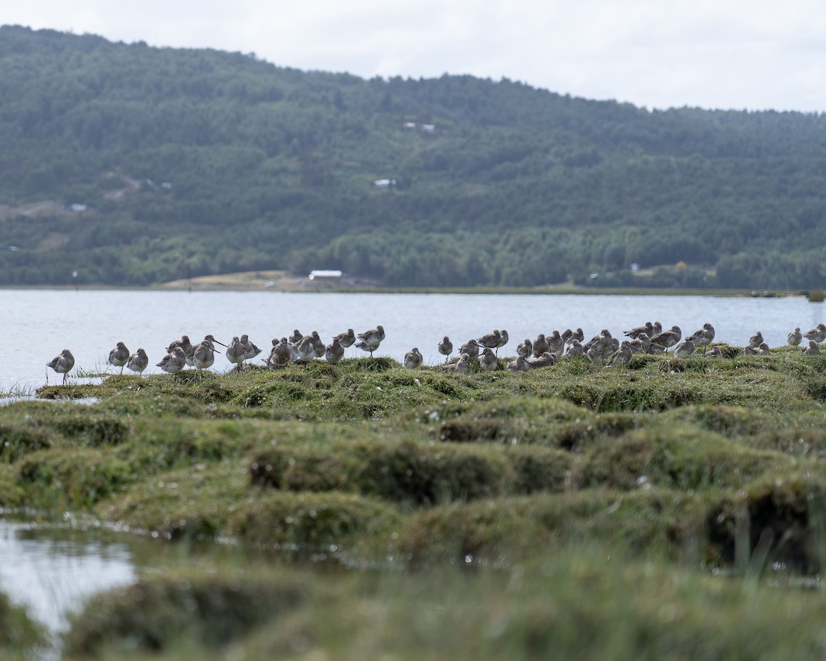 Hudsonian Godwit - ML614545253