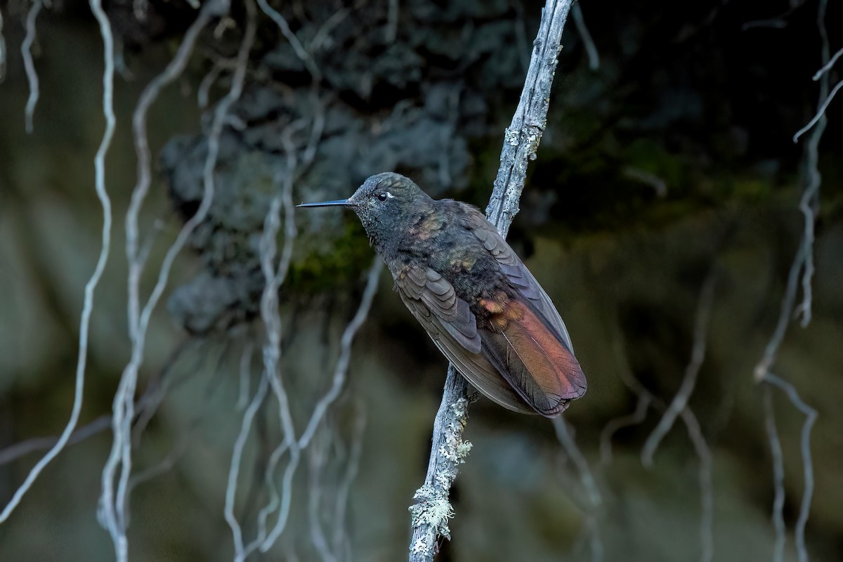 kolibřík mourovatý - ML614545255