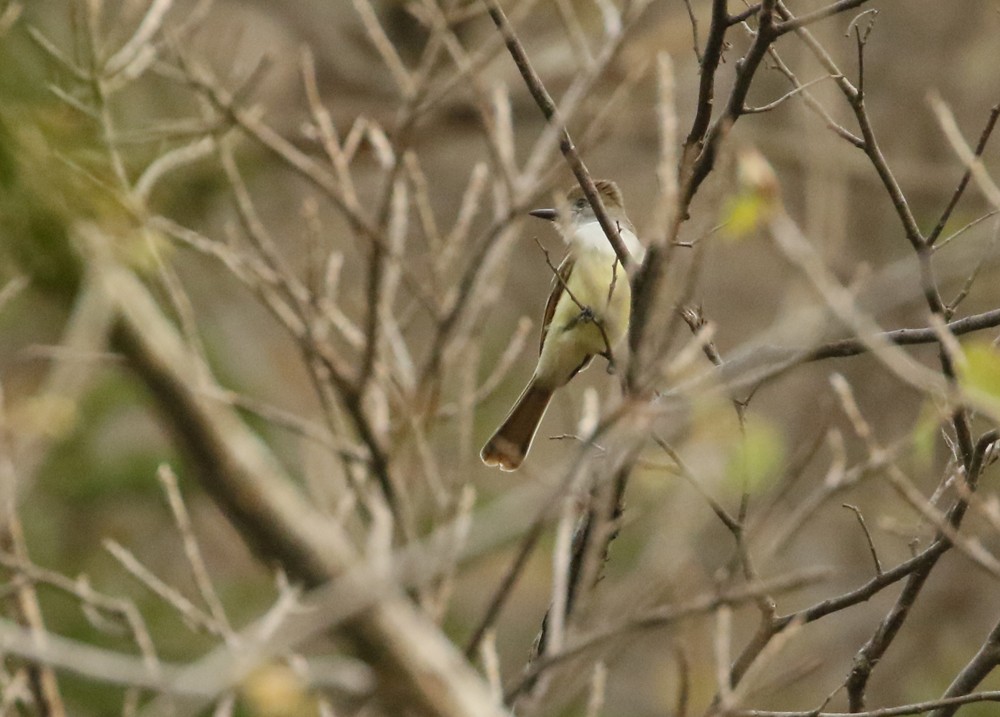 Nutting's Flycatcher - ML614545287