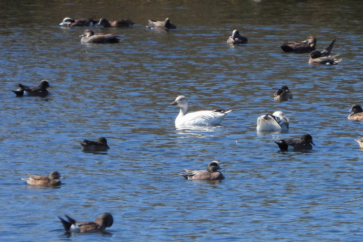 Snow Goose - ML614545379