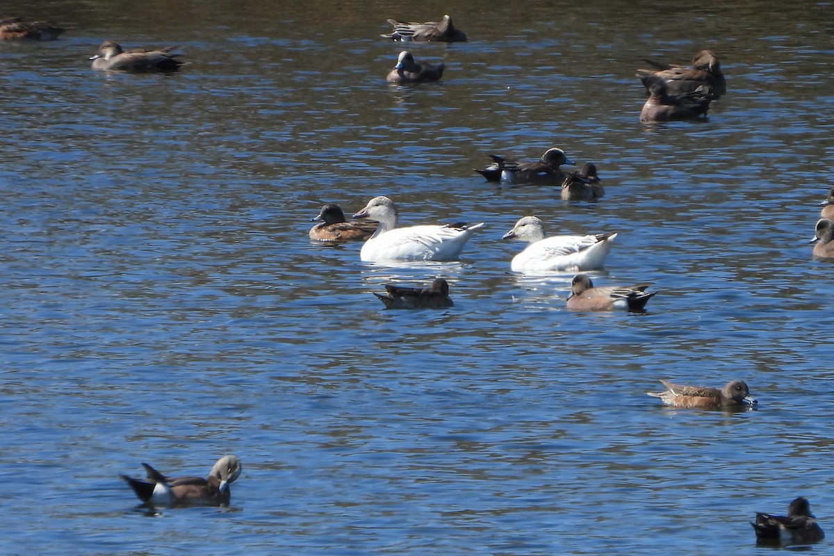 Snow Goose - ML614545380