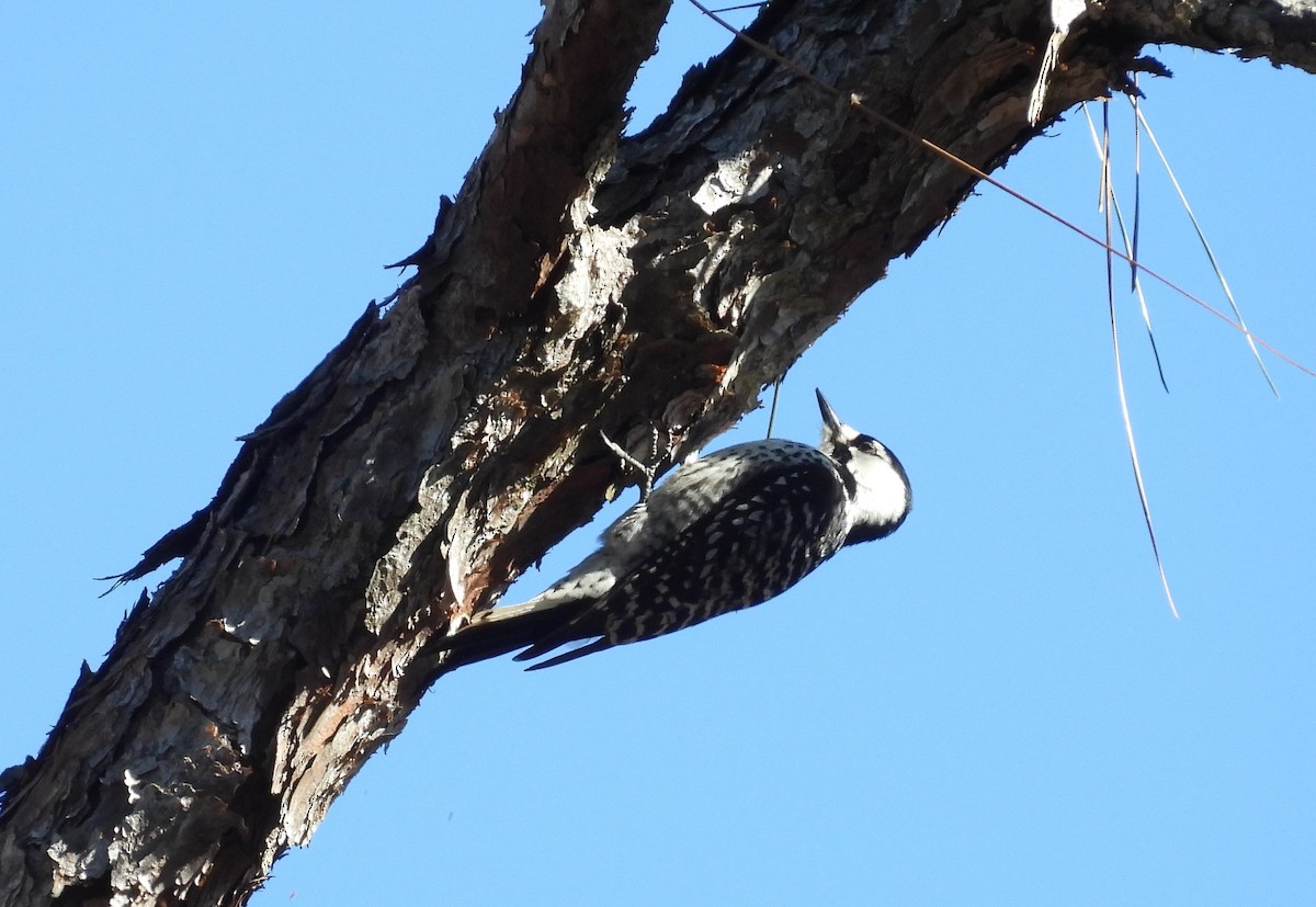 Red-cockaded Woodpecker - ML614545406