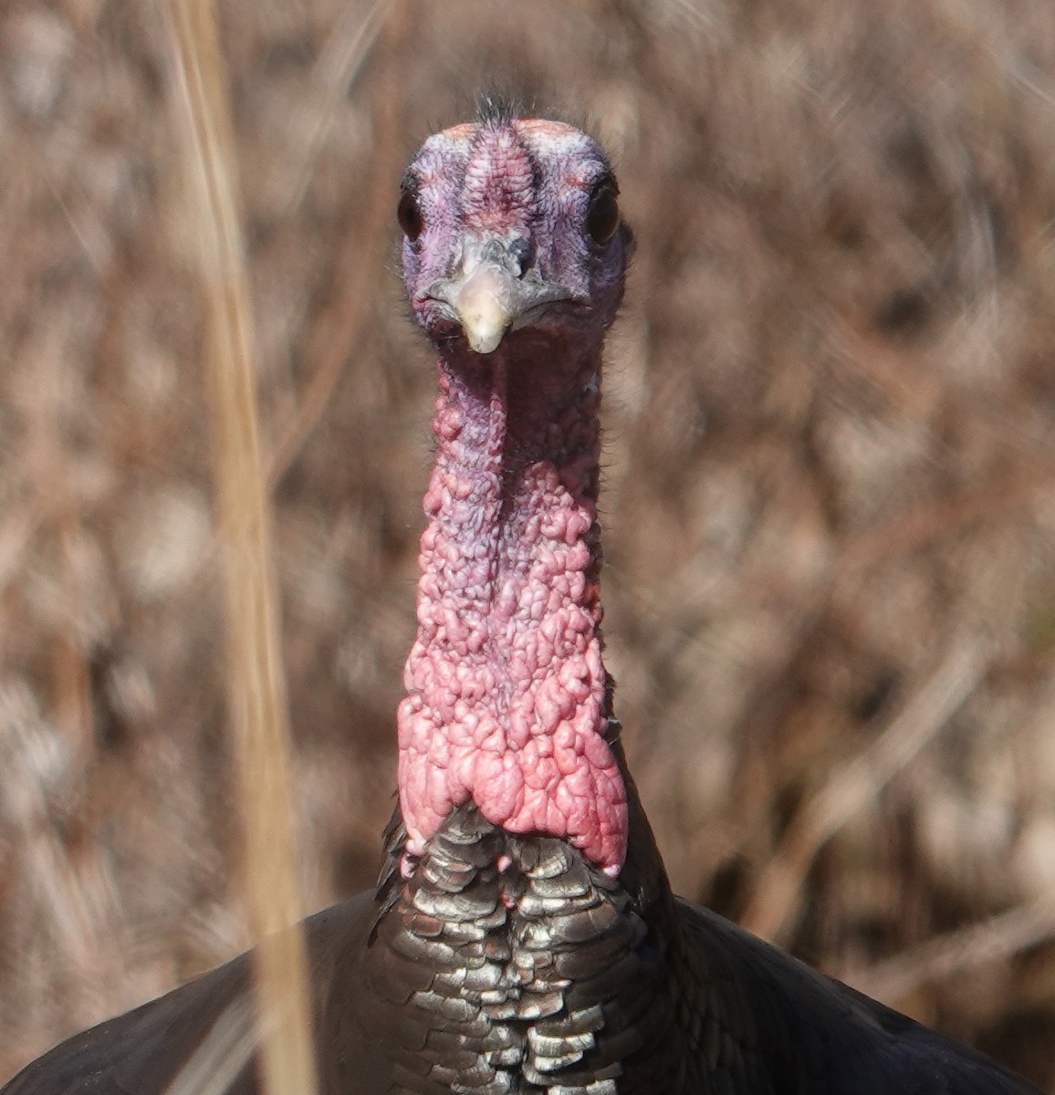 Wild Turkey - Paul  McPartland