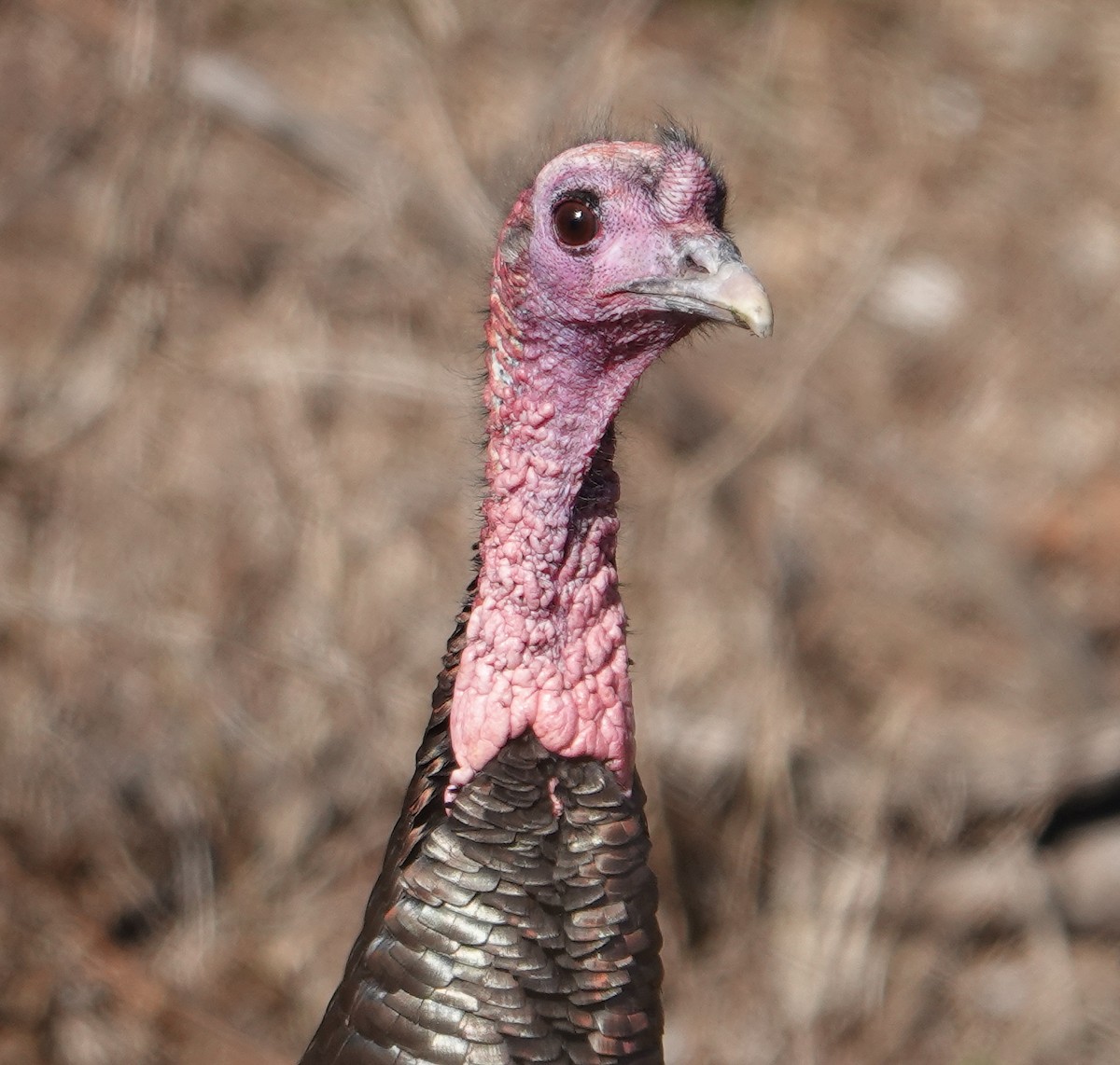 Wild Turkey - ML614545416