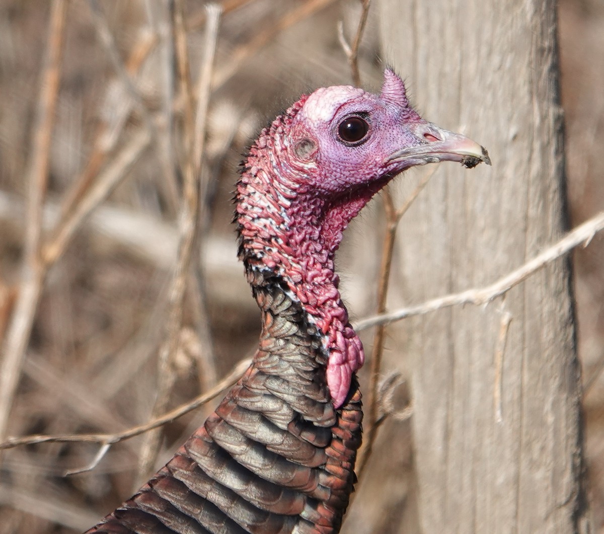 Wild Turkey - ML614545417