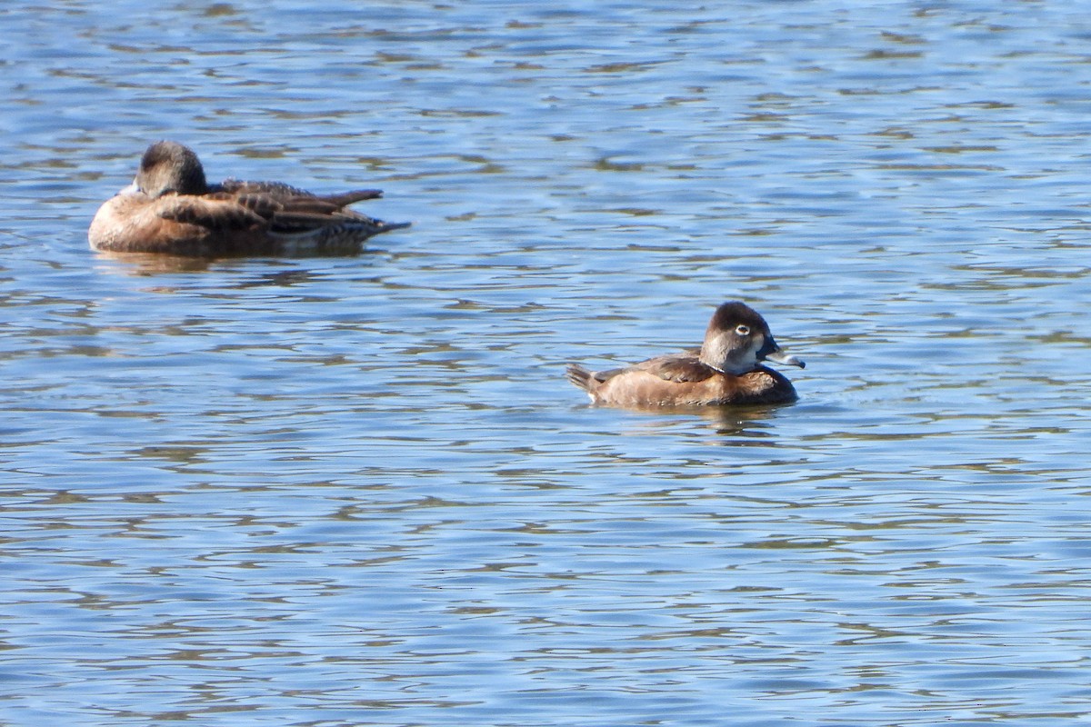 Ring-necked Duck - ML614545482