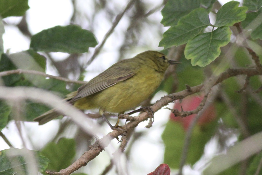 Orange-crowned Warbler - ML614545500