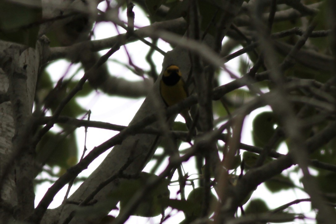 Hooded Warbler - ML614545502