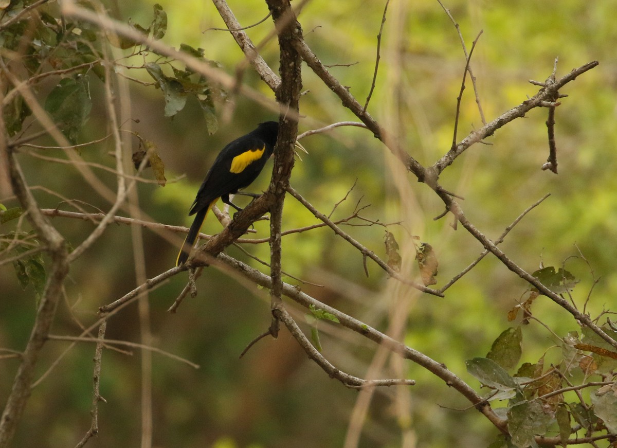 Yellow-winged Cacique - ML614545520