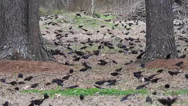 Common Grackle - ML614545528