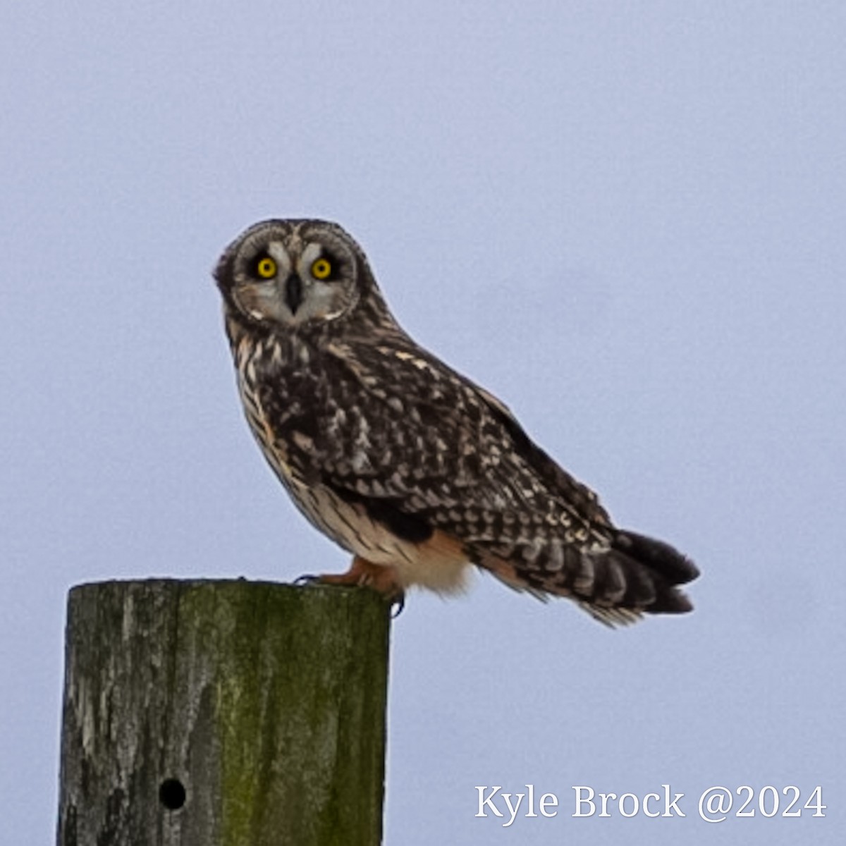 Short-eared Owl - Kyle Brock