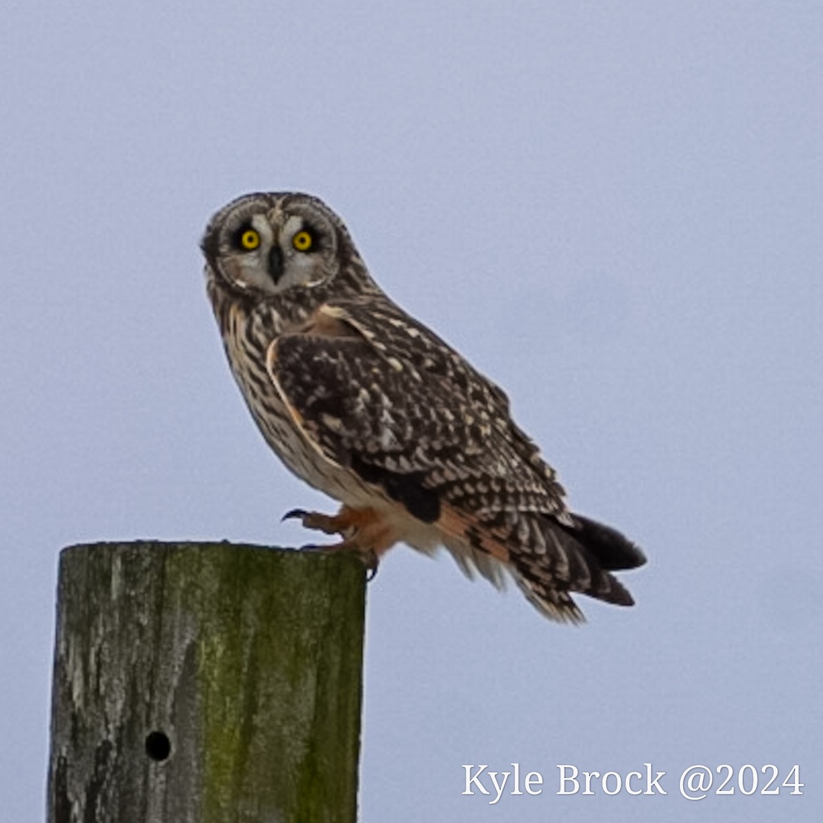 Short-eared Owl - Kyle Brock