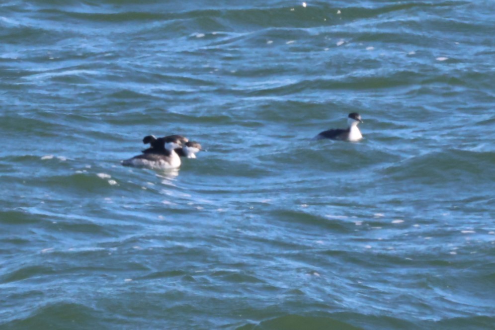 Horned Grebe - ML614545644