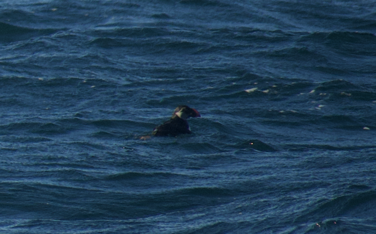 Atlantic Puffin - ML614545657