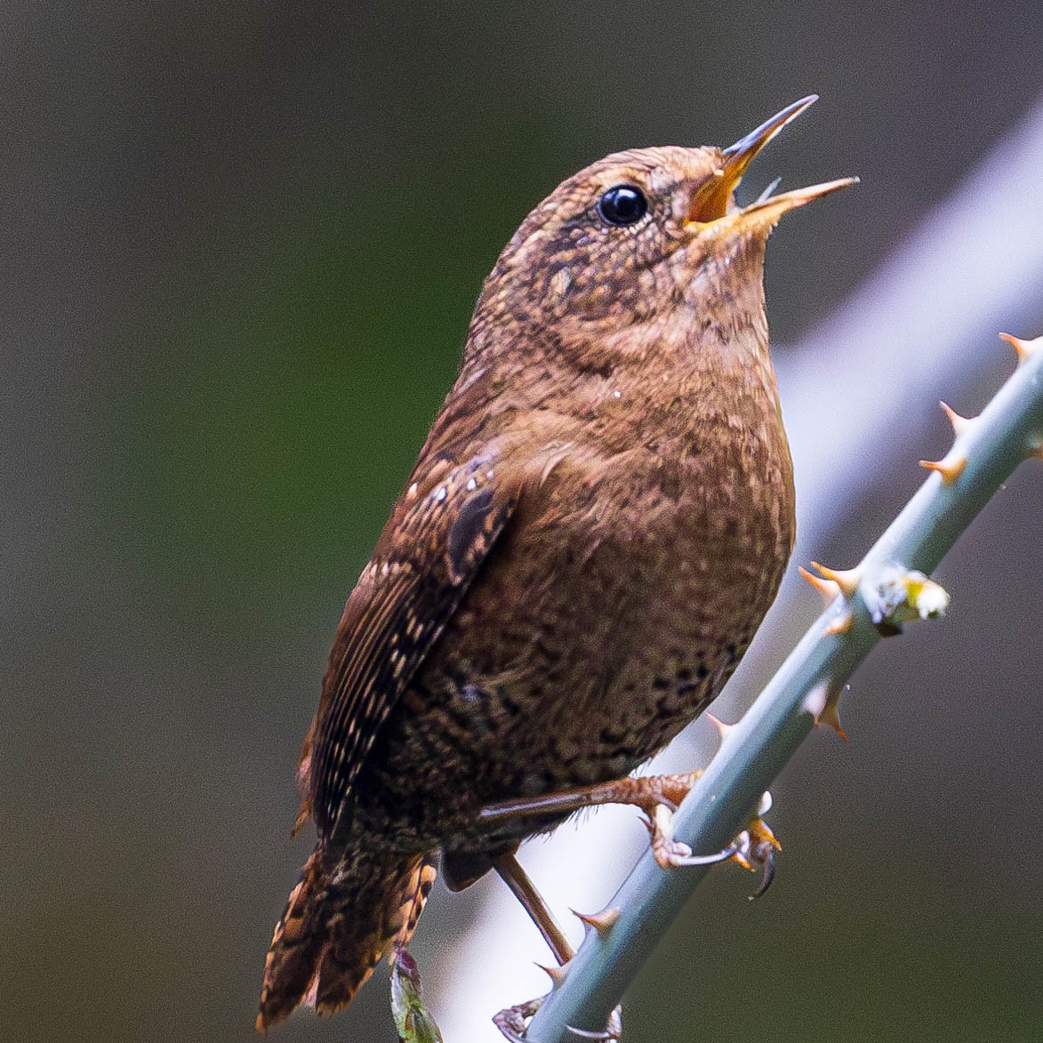 Pacific Wren - Ken Tweedt