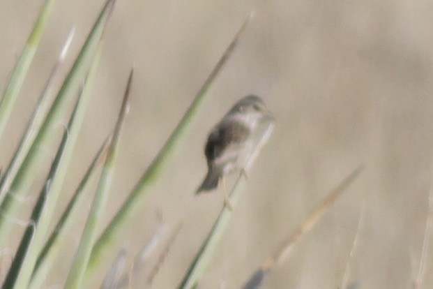 Cassin's Sparrow - ML614545753