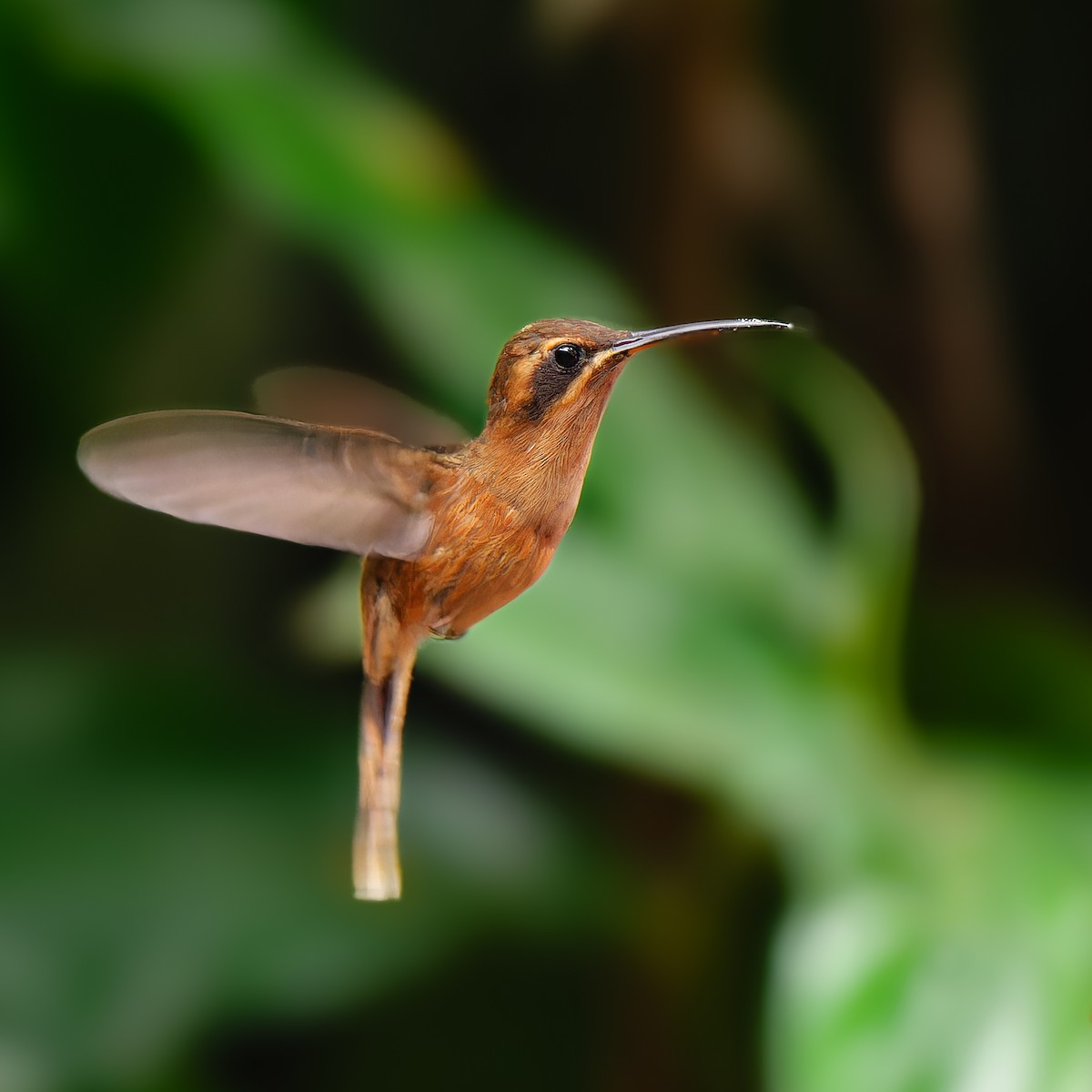 Stripe-throated Hermit - ML614545818