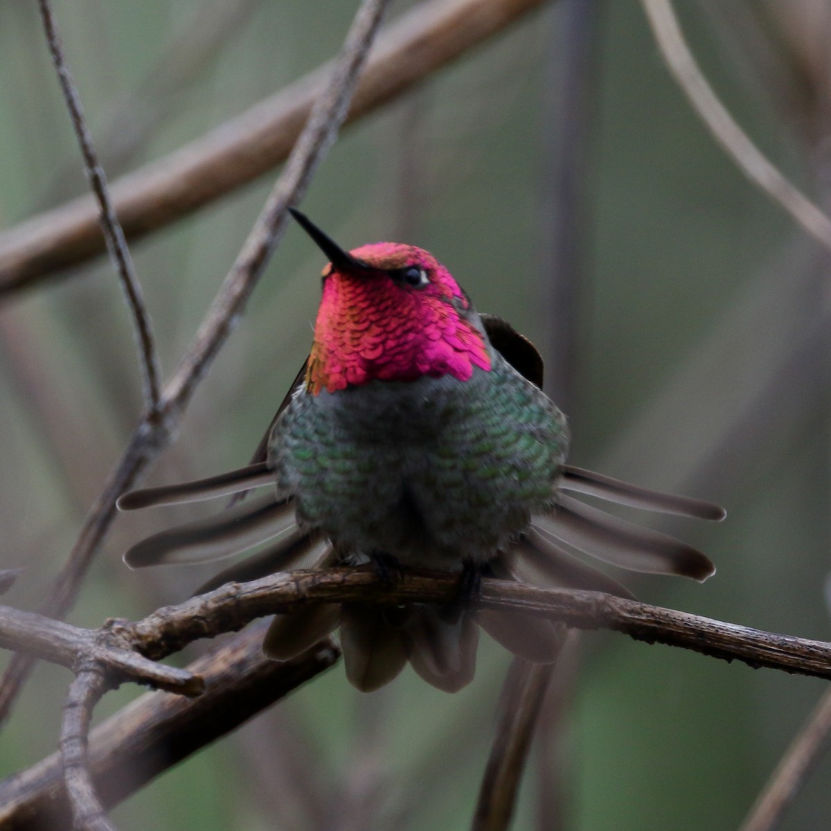 Anna's Hummingbird - ML614545841