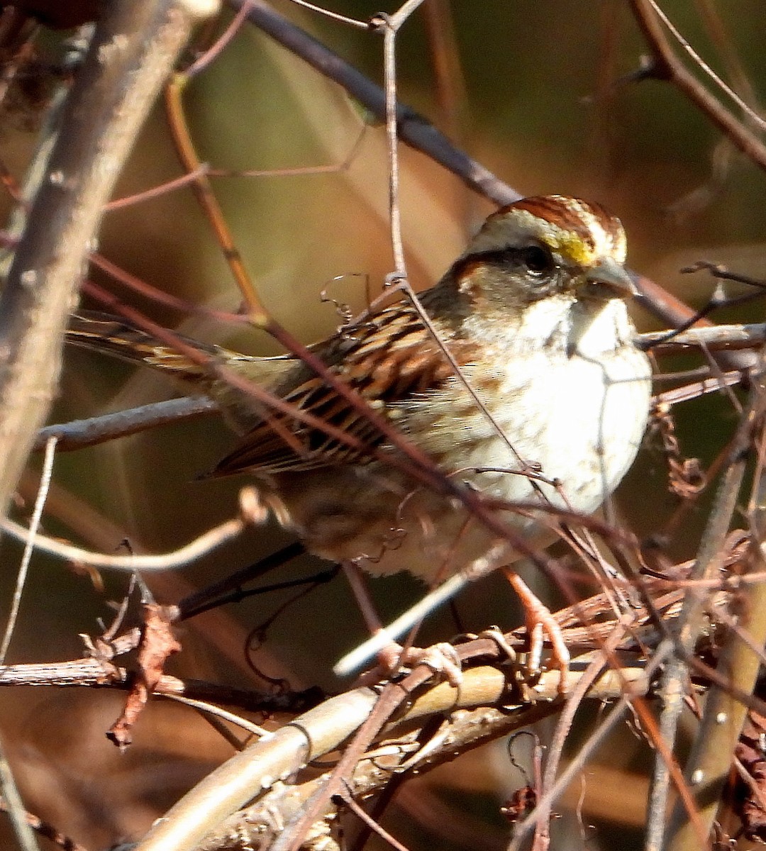 White-throated Sparrow - Jay Huner