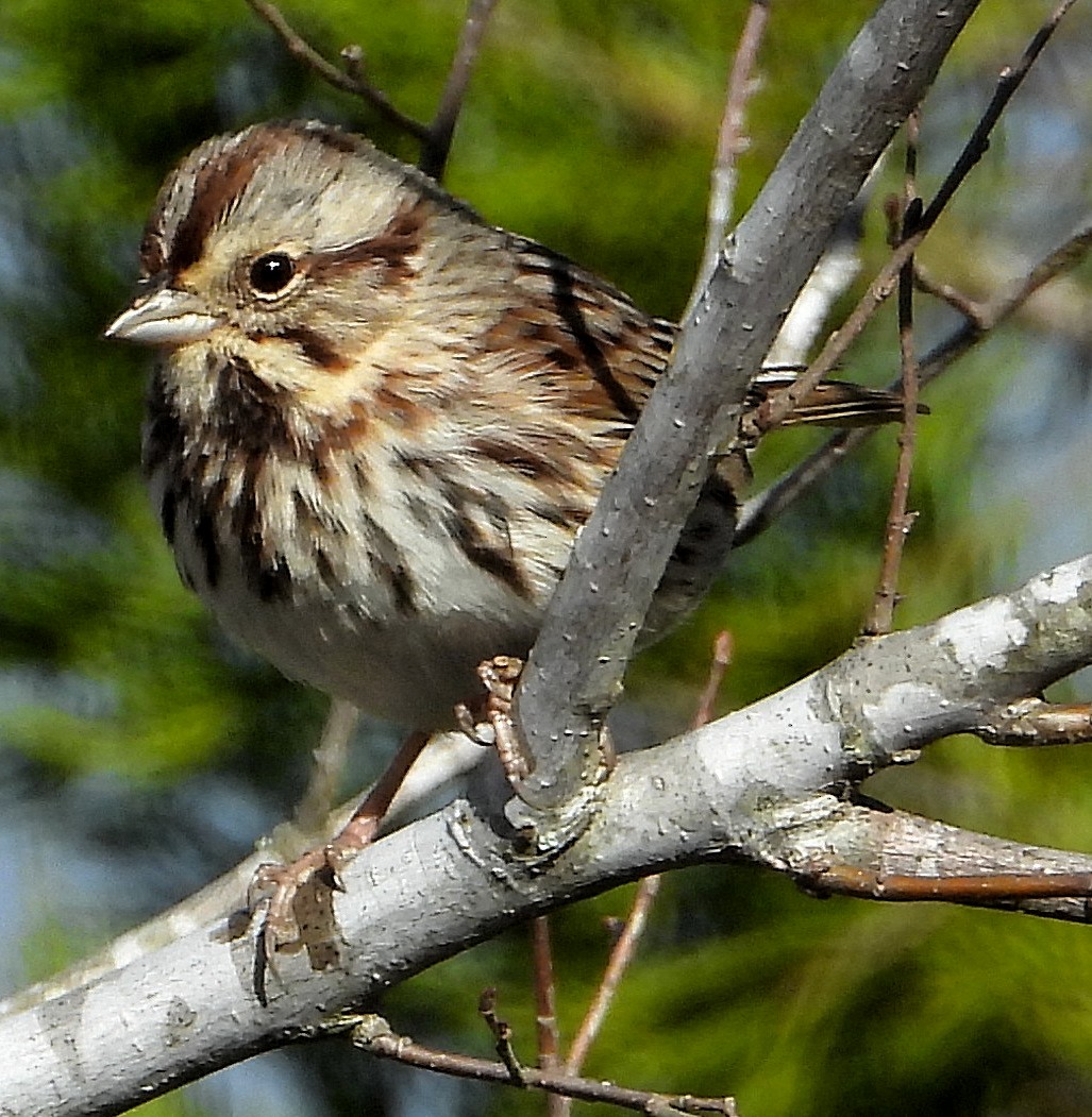 Song Sparrow - Jay Huner