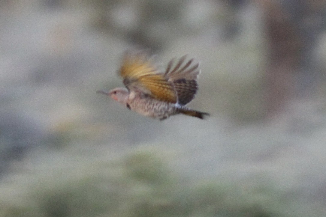 Northern/Gilded Flicker - ML614545910