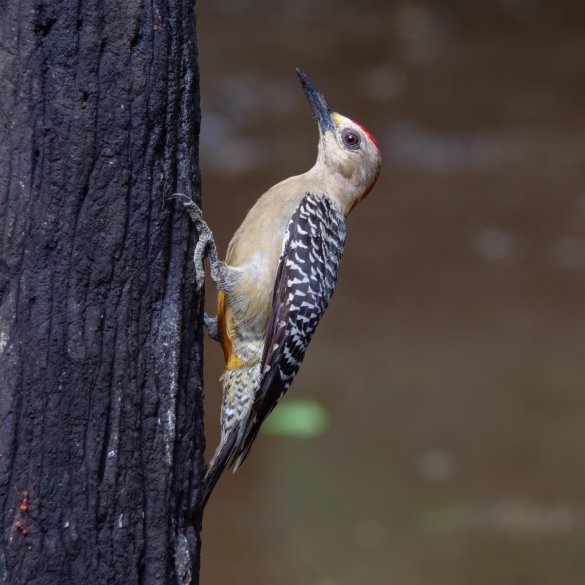 Hoffmann's Woodpecker - ML614545931