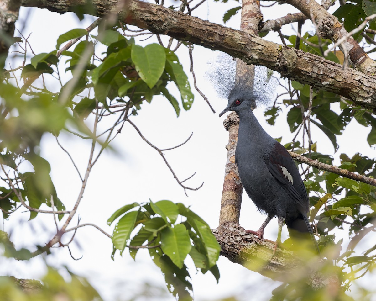 Western Crowned-Pigeon - ML614545947