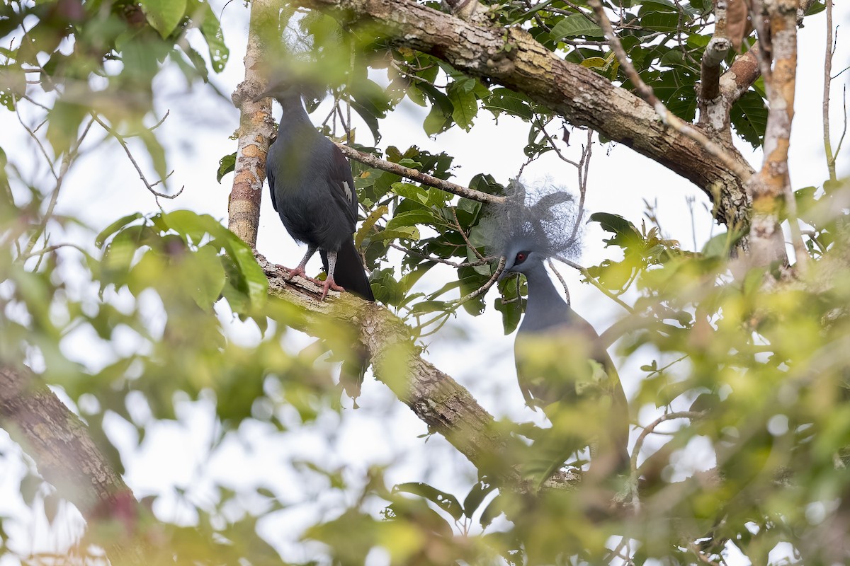 Western Crowned-Pigeon - ML614545948