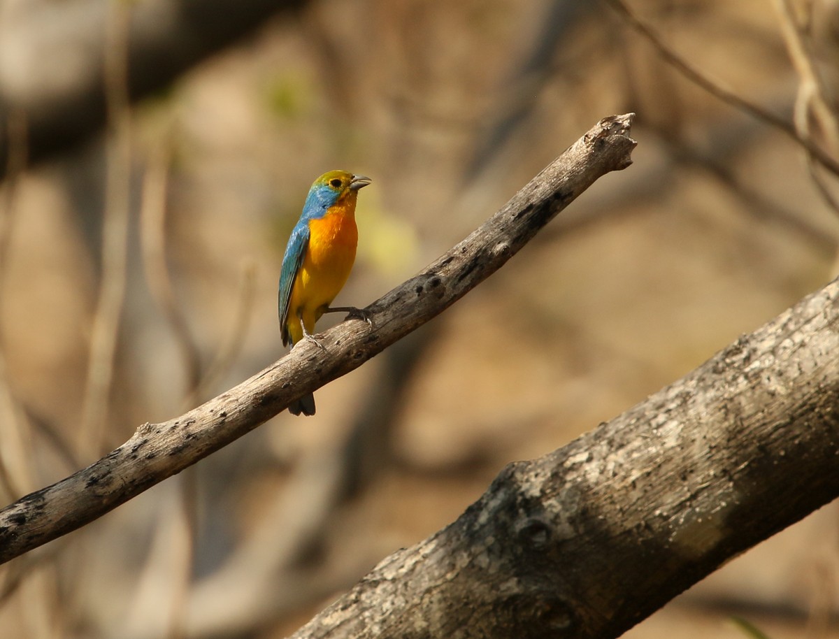 Orange-breasted Bunting - ML614545969