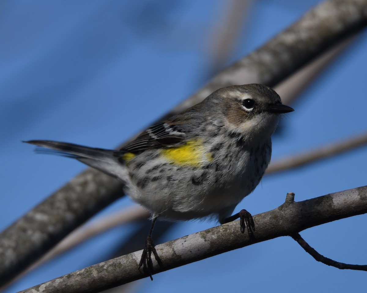 Yellow-rumped Warbler - ML614546037