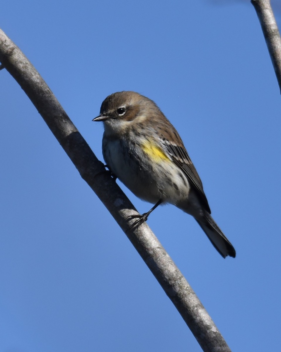 Yellow-rumped Warbler - ML614546038