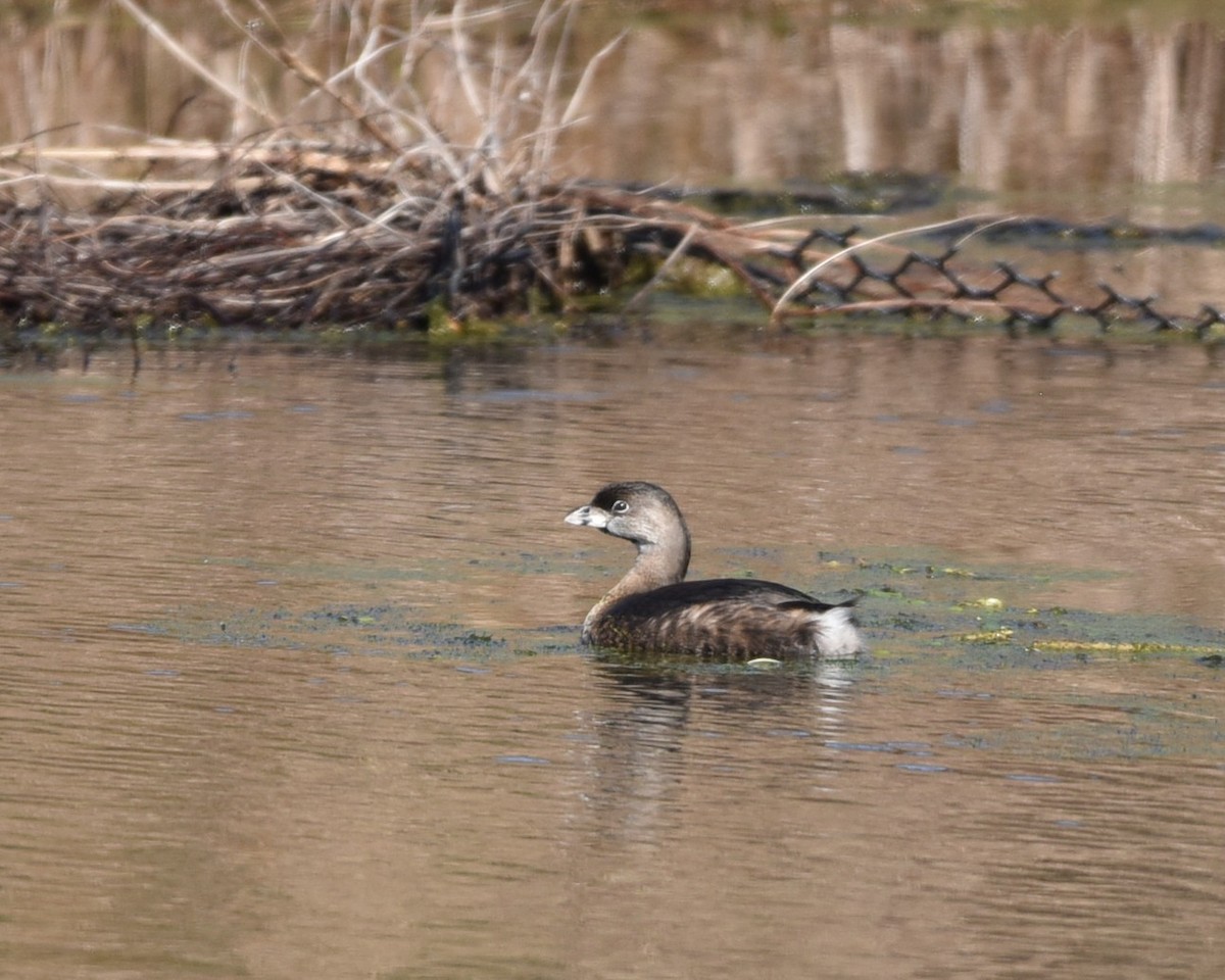 Pied-billed Grebe - ML614546074