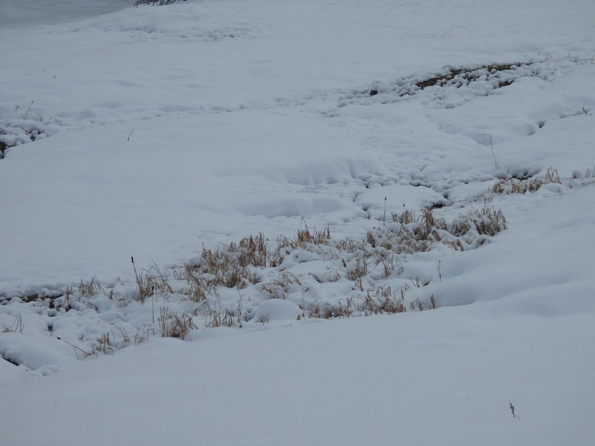 Wilson's Snipe - Duke Tufty