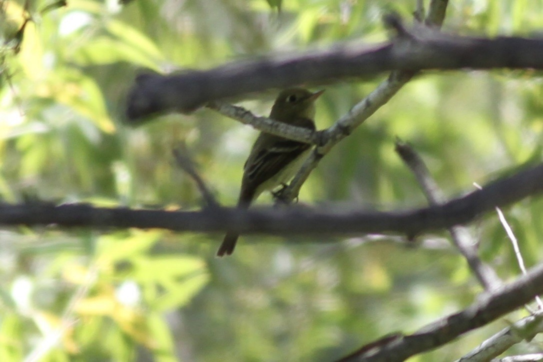 Western Flycatcher - ML614546221