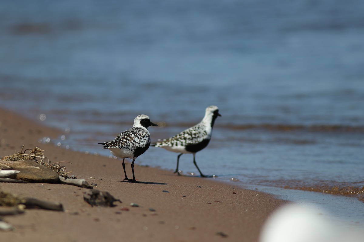 Black-bellied Plover - ML614546230