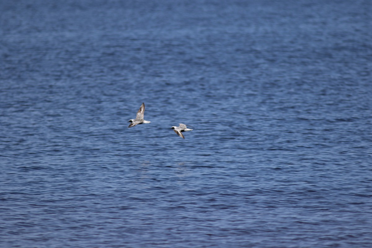 Black-bellied Plover - ML614546234