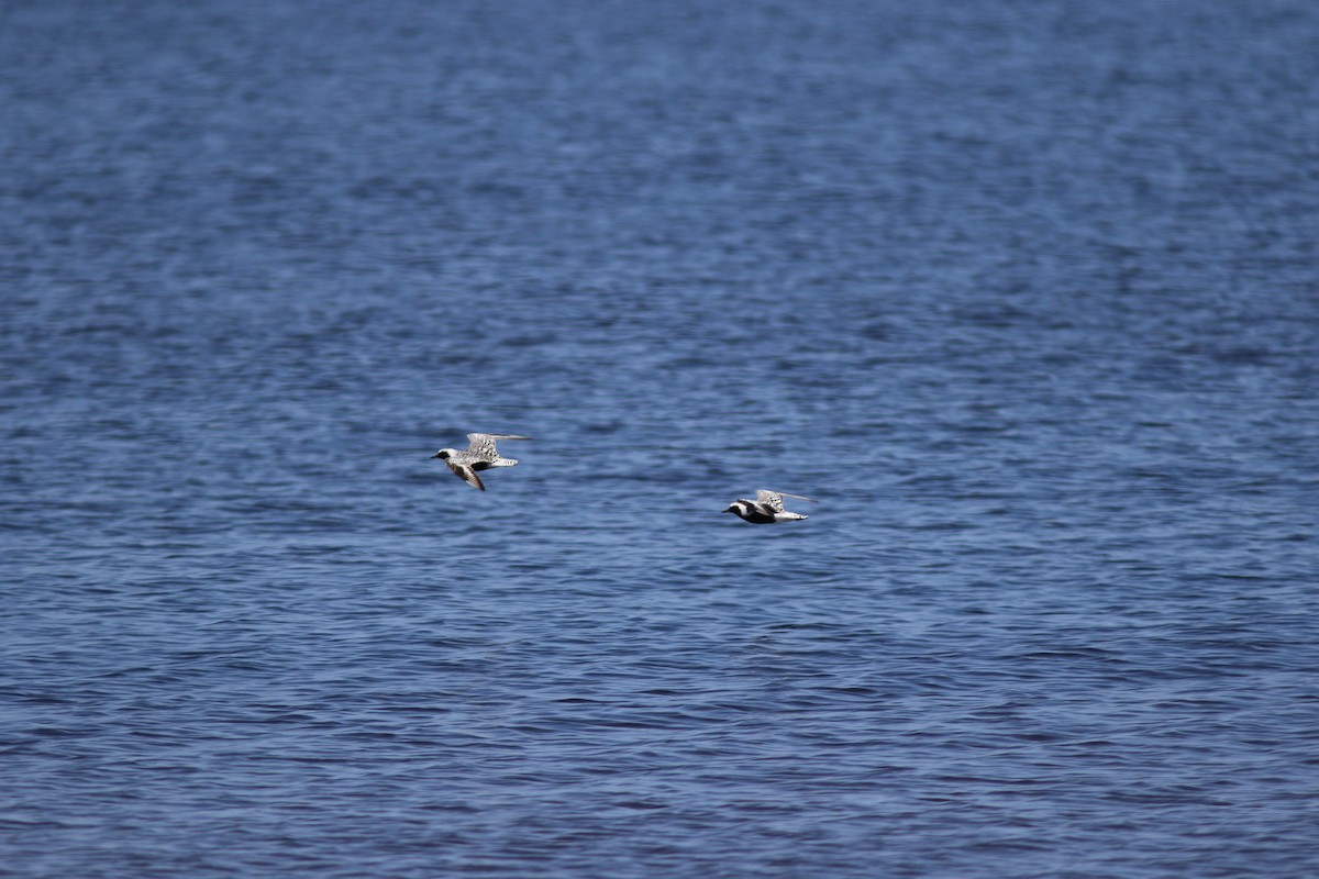 Black-bellied Plover - ML614546237