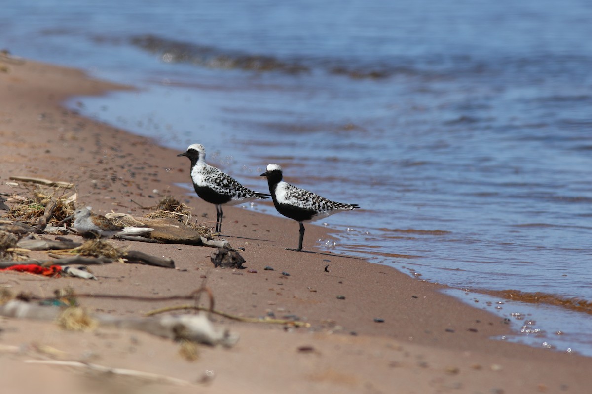 Black-bellied Plover - ML614546273