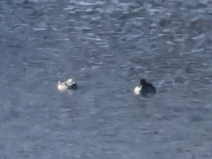 Long-tailed Duck - ML614546388