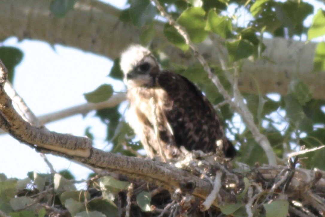 Red-tailed Hawk - ML614546410