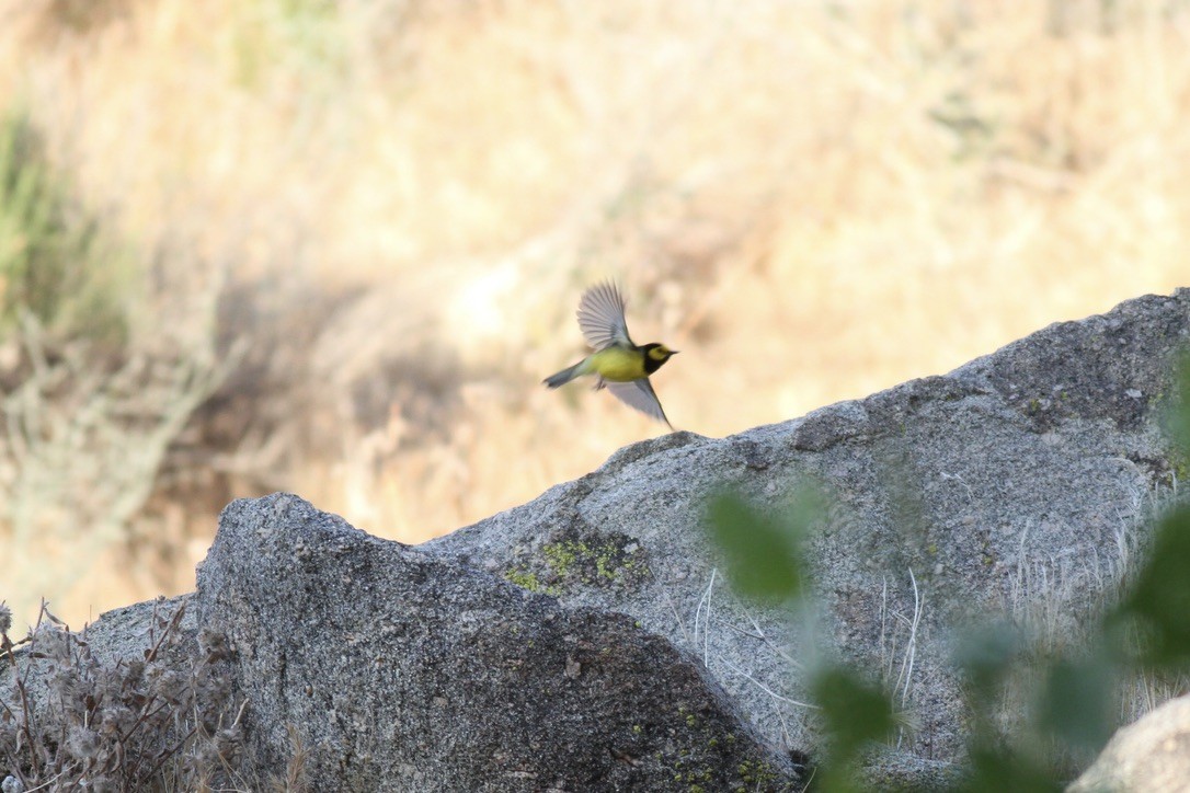 Hooded Warbler - ML614546445