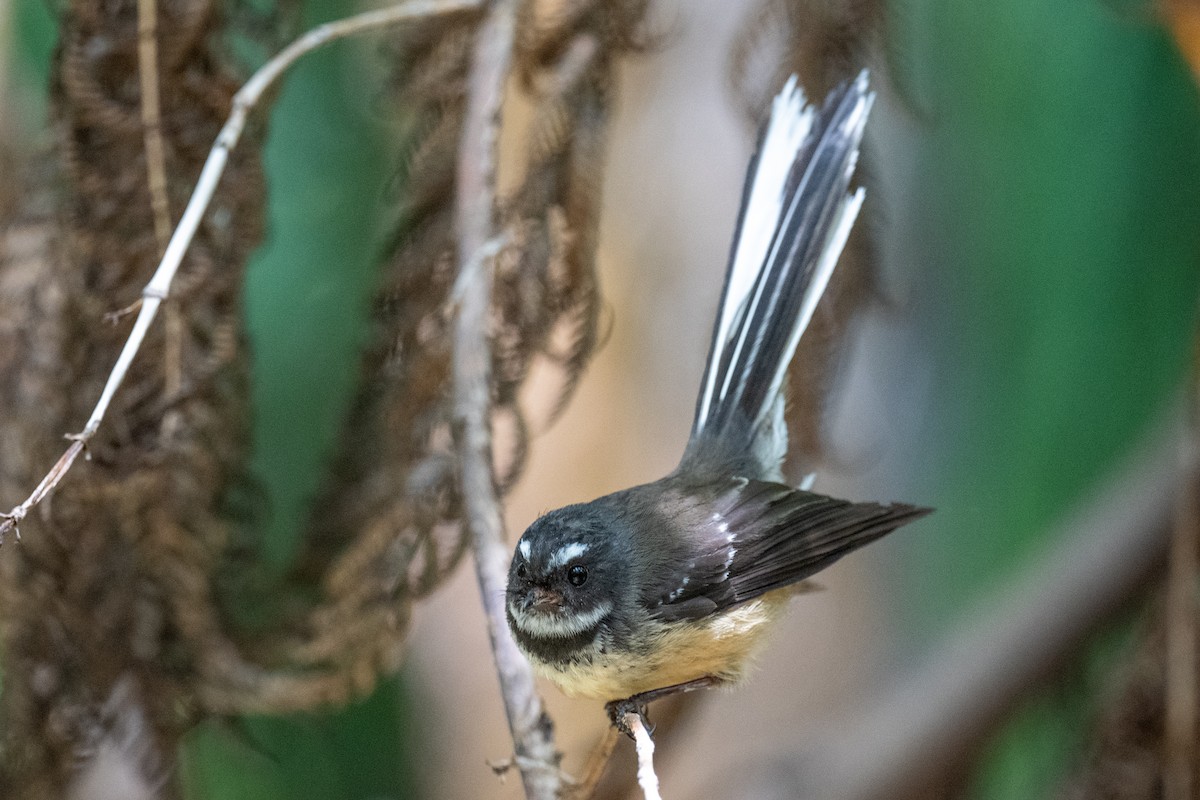 New Zealand Fantail - ML614546447