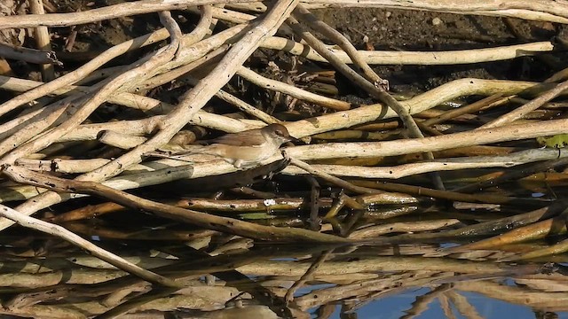 Clamorous Reed Warbler - ML614546481