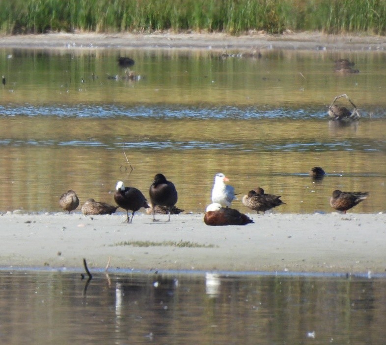 Paradise Shelduck - ML614546522