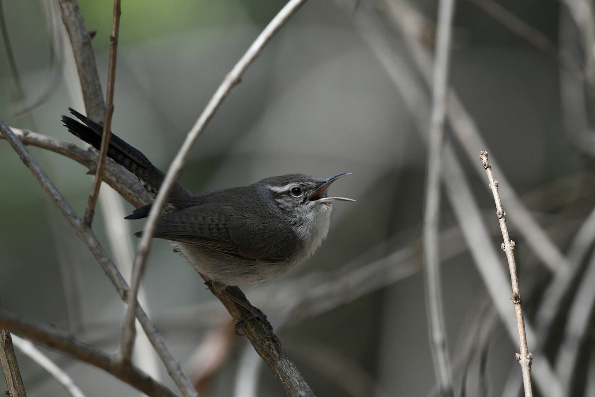 Bewick's Wren - ML614546530