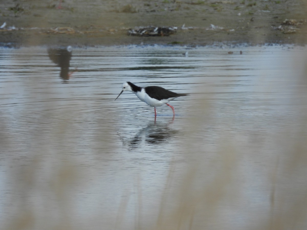 黑領高蹺鴴 - ML614546552