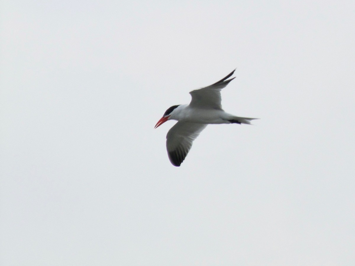 Caspian Tern - Sabrina Hepburn