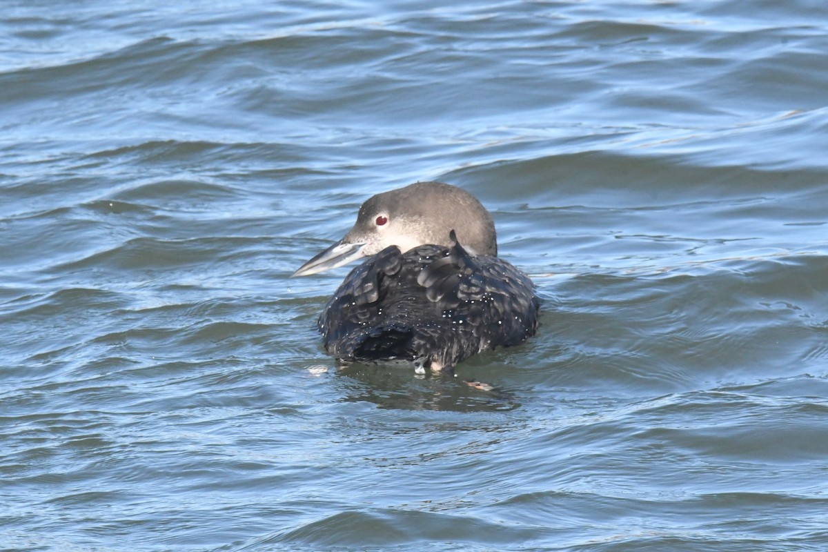 Common Loon - ML614546697