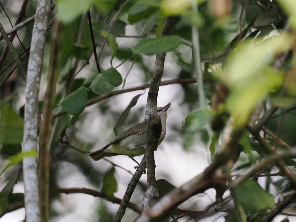 Red-eyed Vireo - Tonja Wight