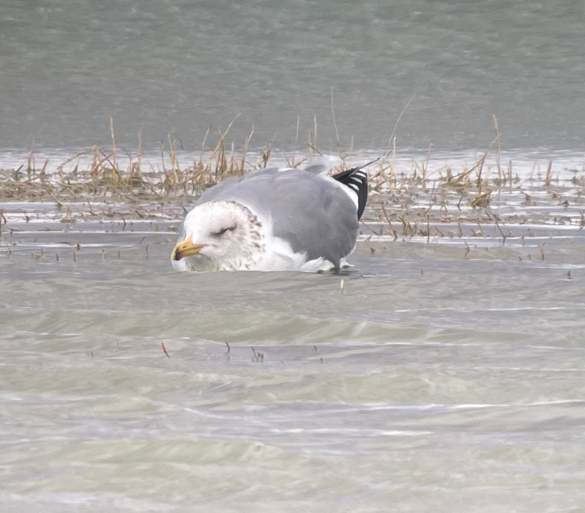 California Gull - ML614546751